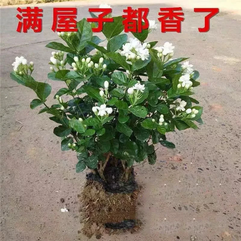 带花苞重瓣茉莉花苗花卉盆栽四季开花可用于庭院窗台观赏