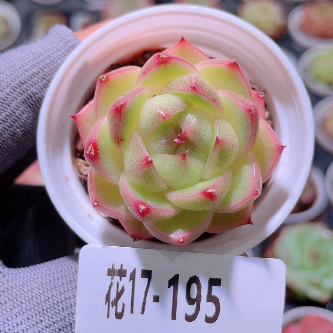 花利美17-195麦秆