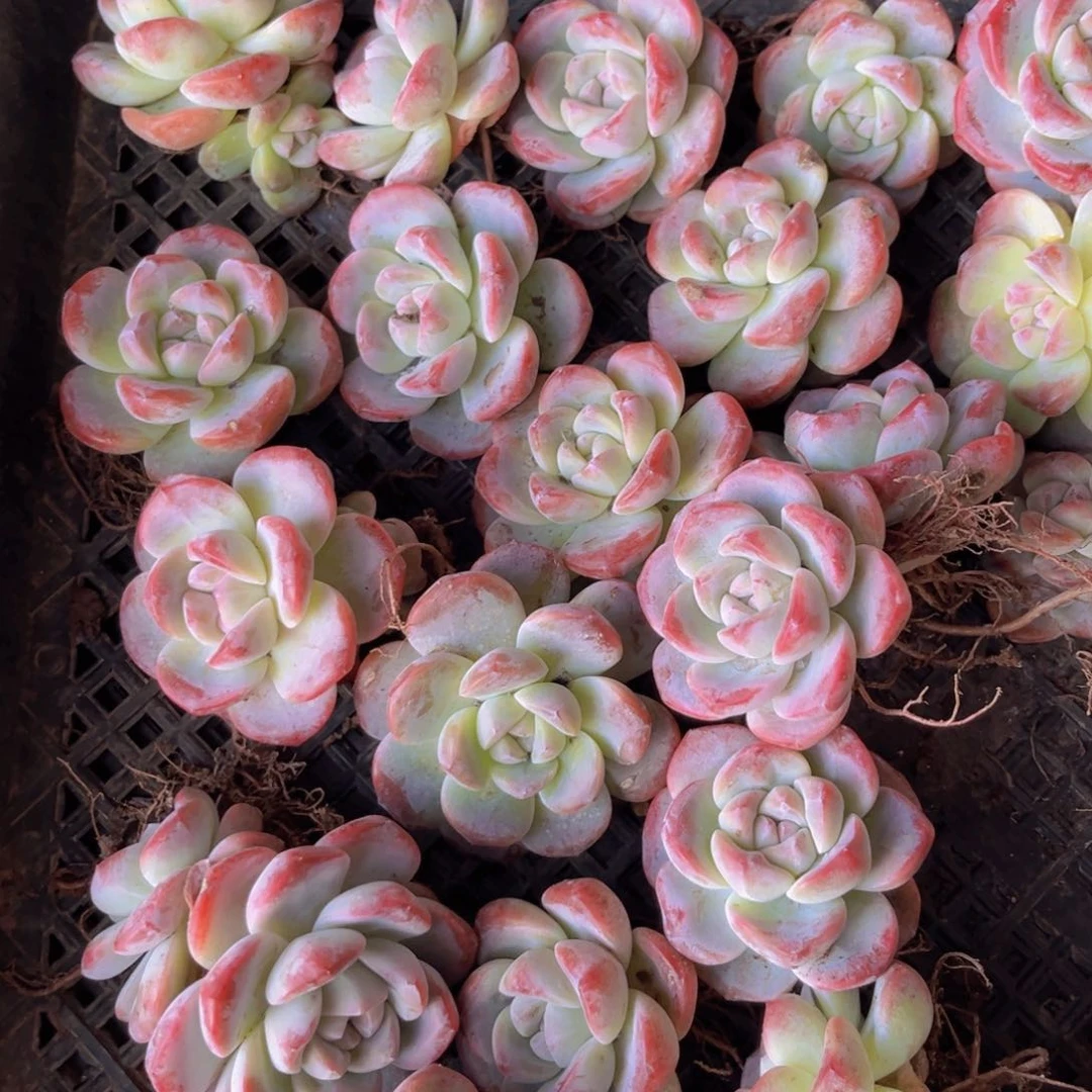 ?***?红冰玉1颗多肉植物