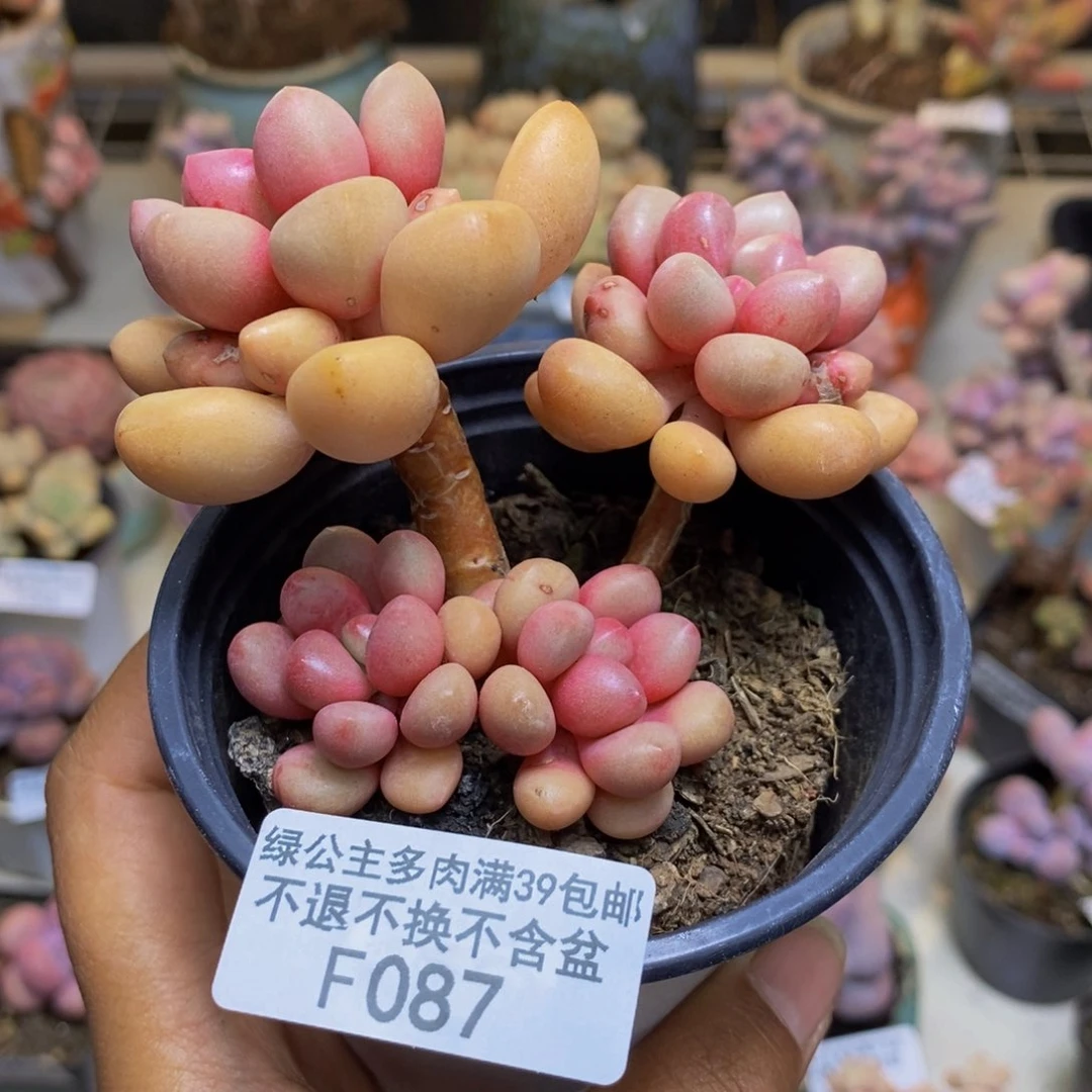 087先锋派多肉7c m