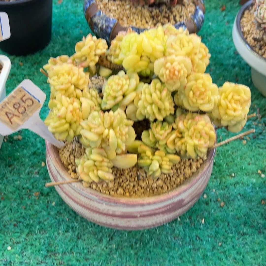 无花朵腊牡丹锦，，，，，，，，，，，，，，，，，