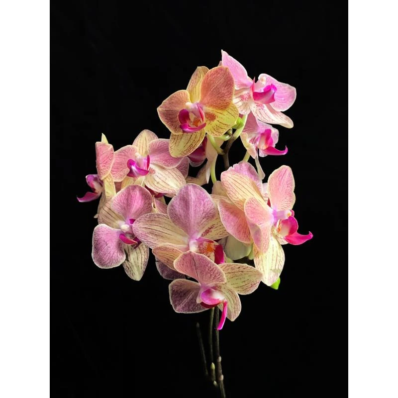 【王大拿】《三色鸟》精品蝴蝶兰带花苞鲜花发货高档新手好养