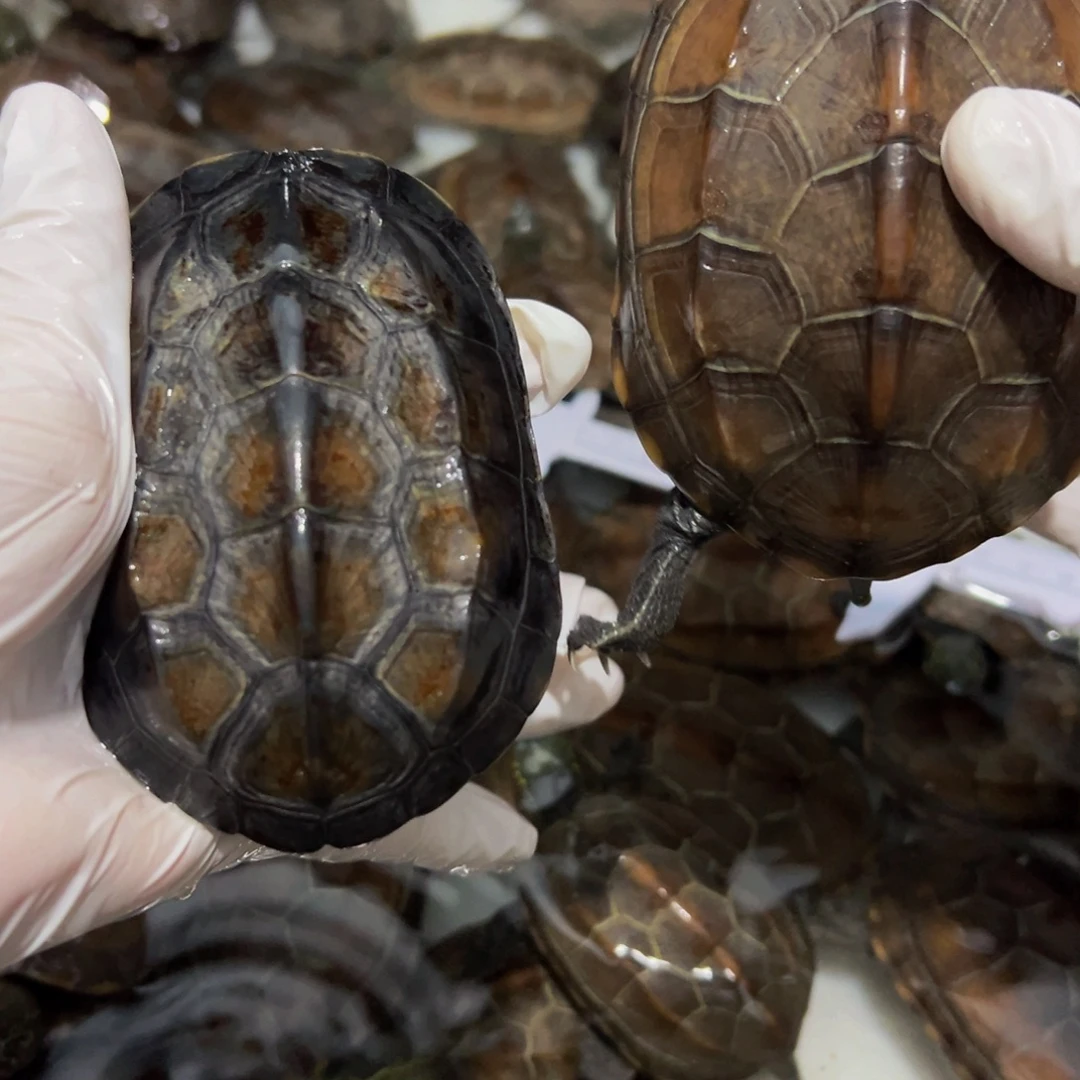 不分公母中华草龟