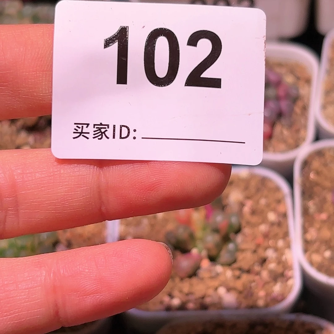 楚**石30粒五十铃玉锦种子
