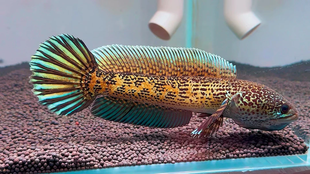 《WG》一鱼一拍黄金眼镜蛇雷龙奶茶雷龙鬼王雷龙七彩雷龙幻蓝