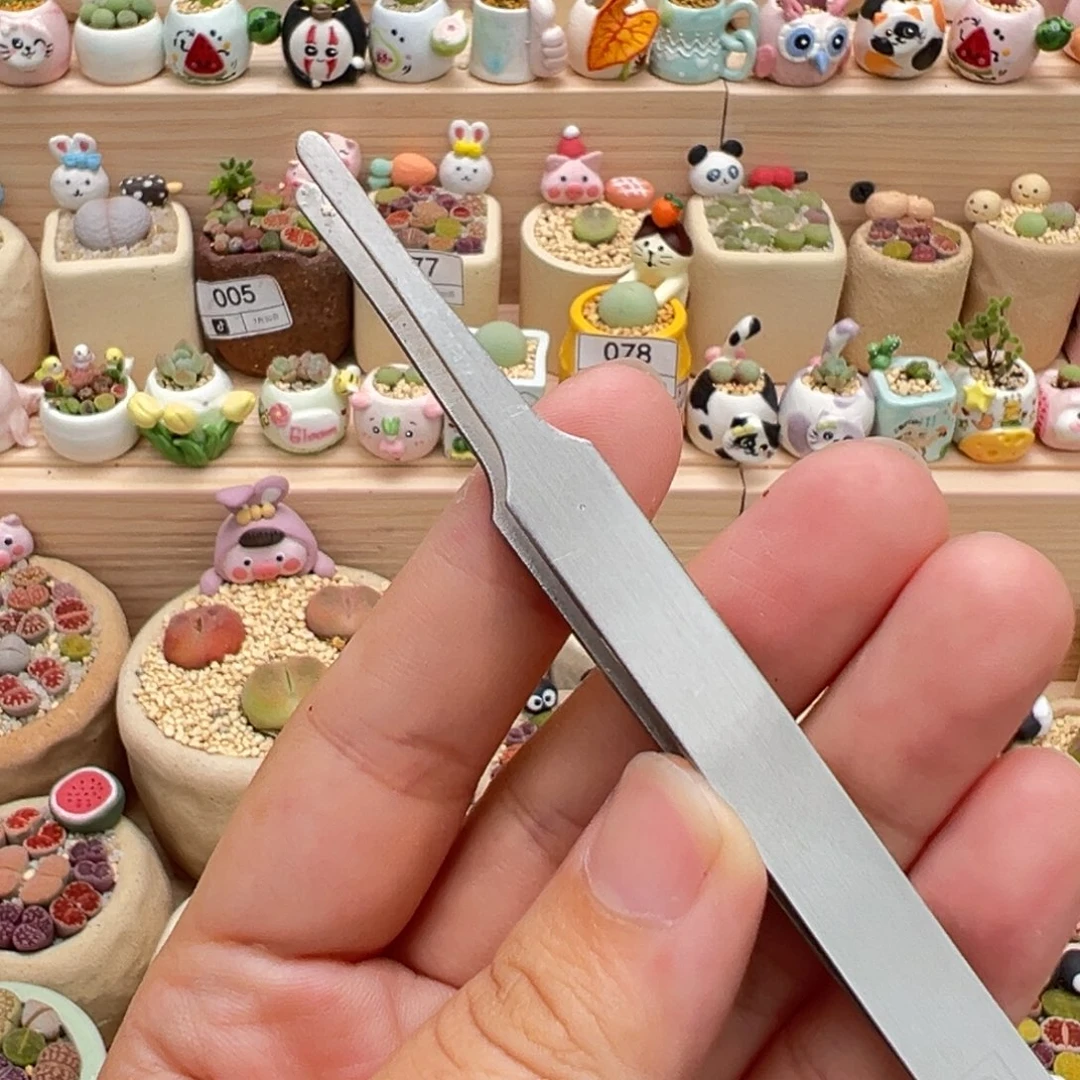 多肉植物镊子一把