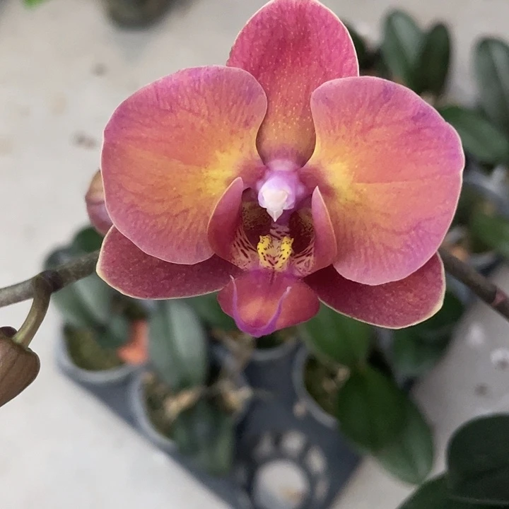 完全开放处理2.8寸霞光根少不售后请凑单