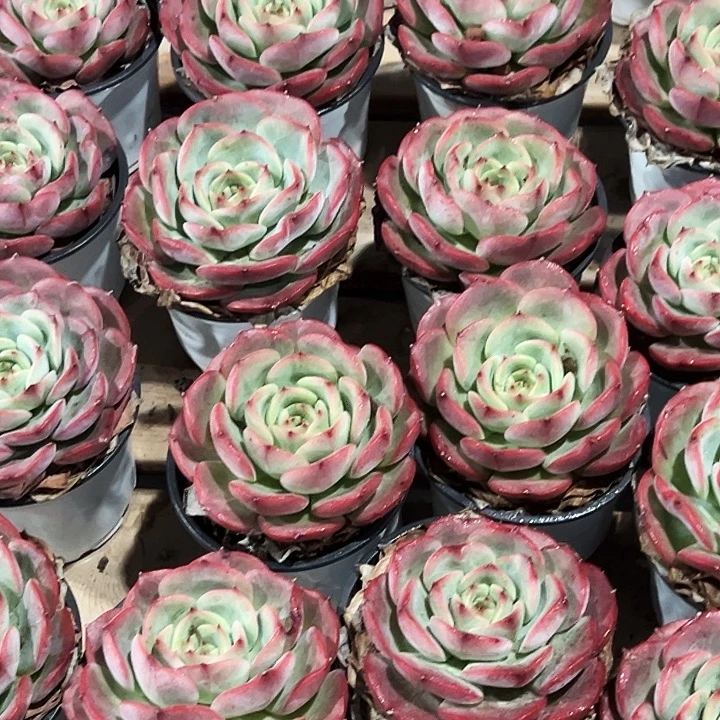 三文鱼         福利多多