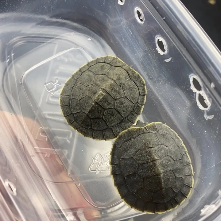 巴西彩龟母6666666