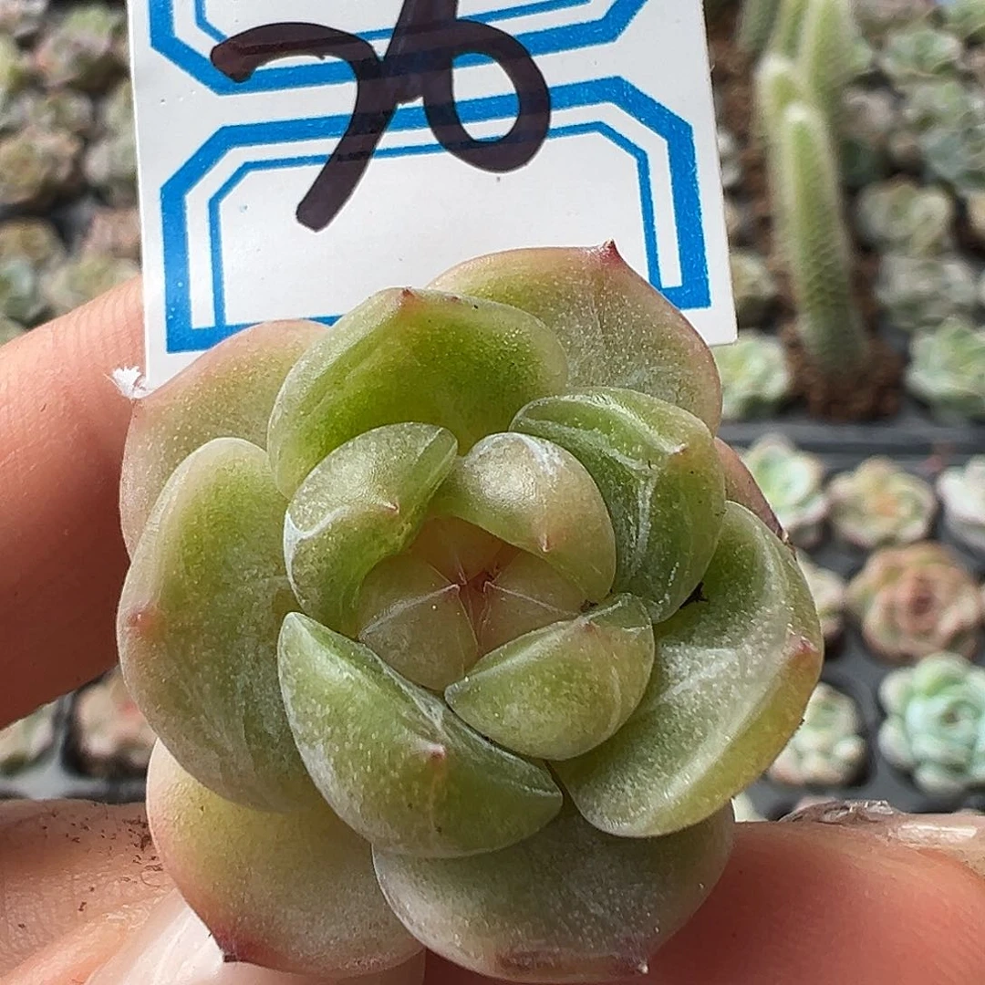 26 满19.9包邮非偏远地区