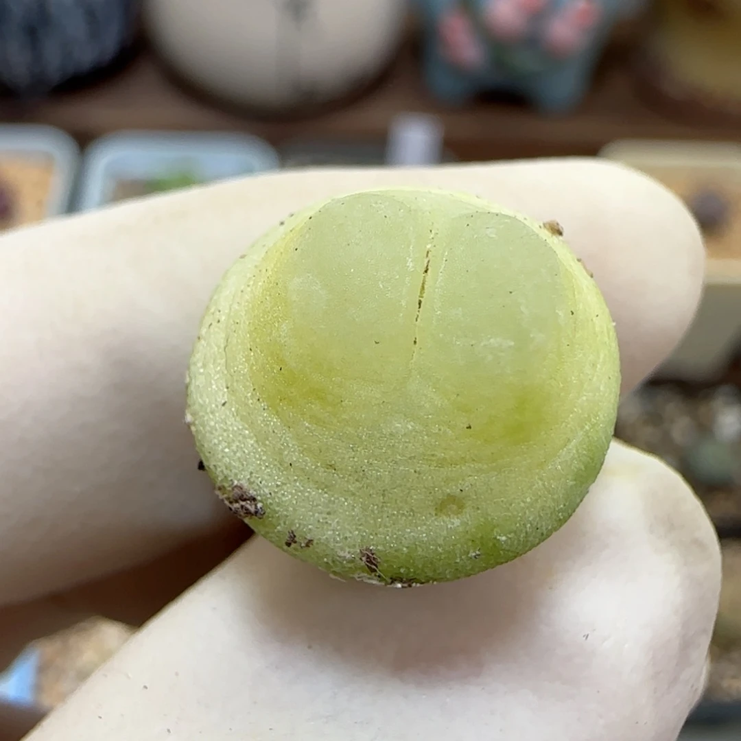 624日系大红拉登