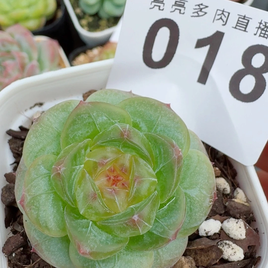明兰珍妮            精美多肉植物