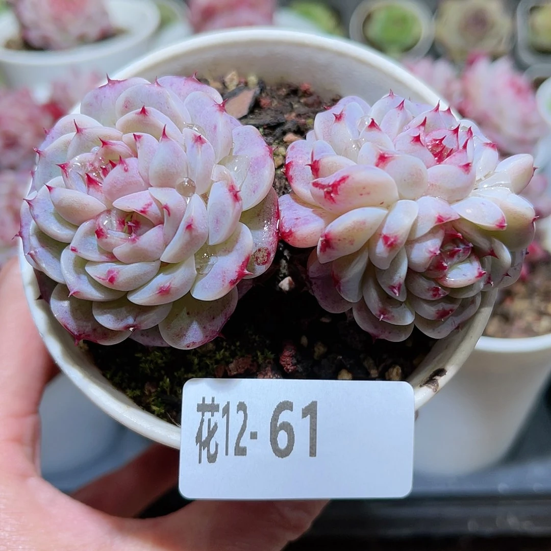 花利美12-61天鹅绒