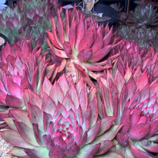 前**事多肉植物的植物