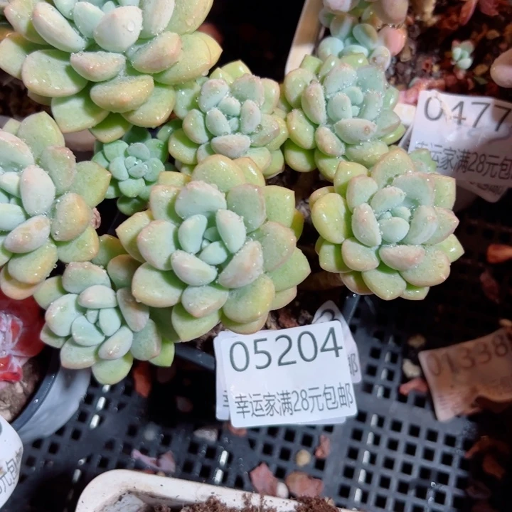 幸运儿的故事也是很精彩