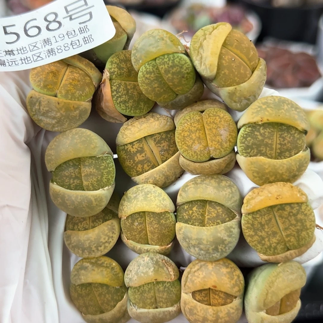 好养易活生石花大母本0586共17颗