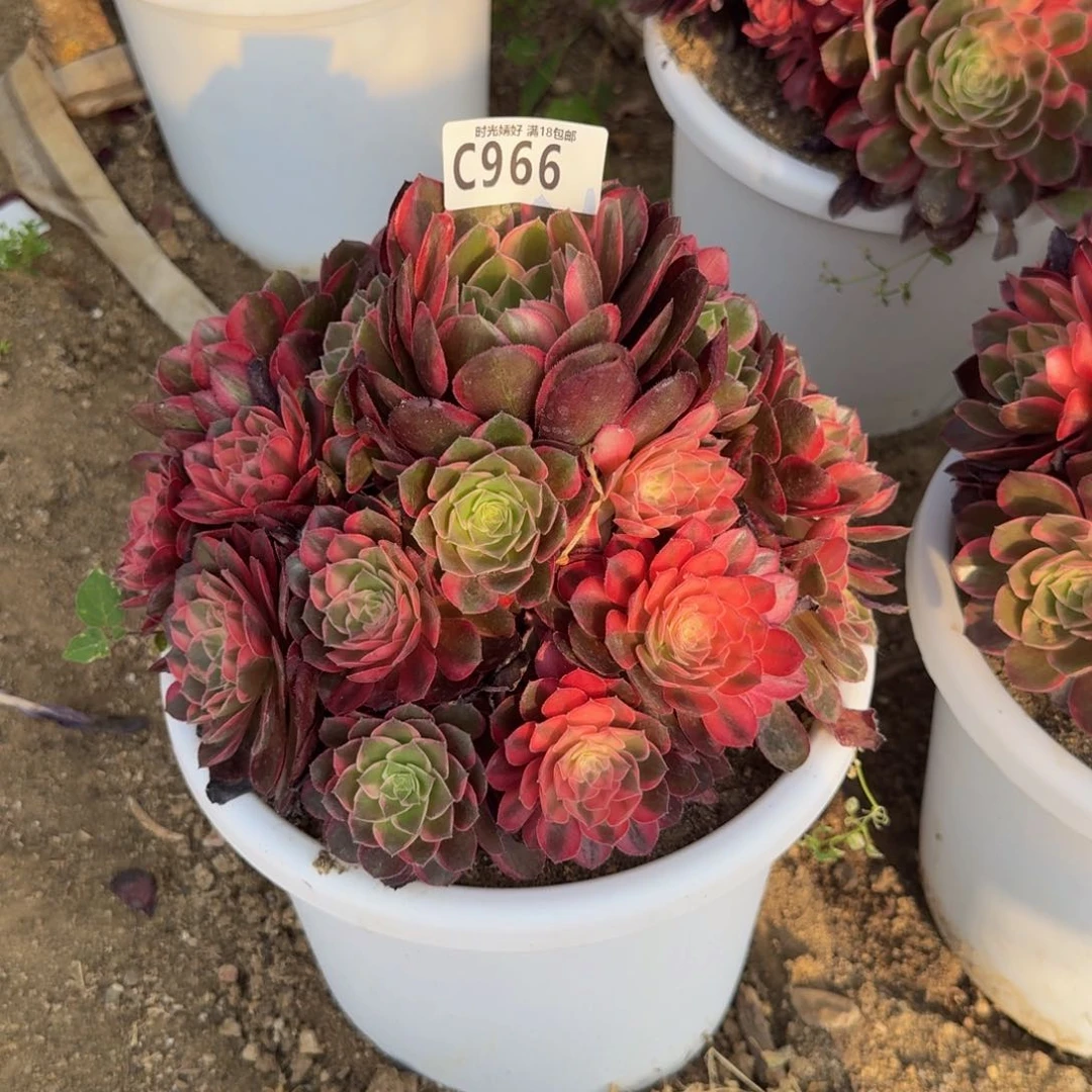 966黑魔锦。多肉植物