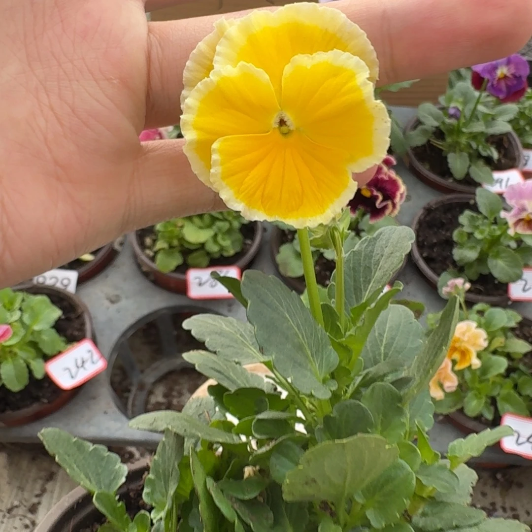 大部分花苞少量开放201