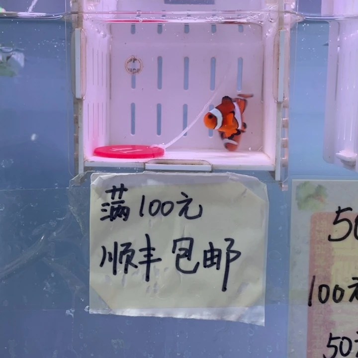 海水鱼精品黑边2条4左右