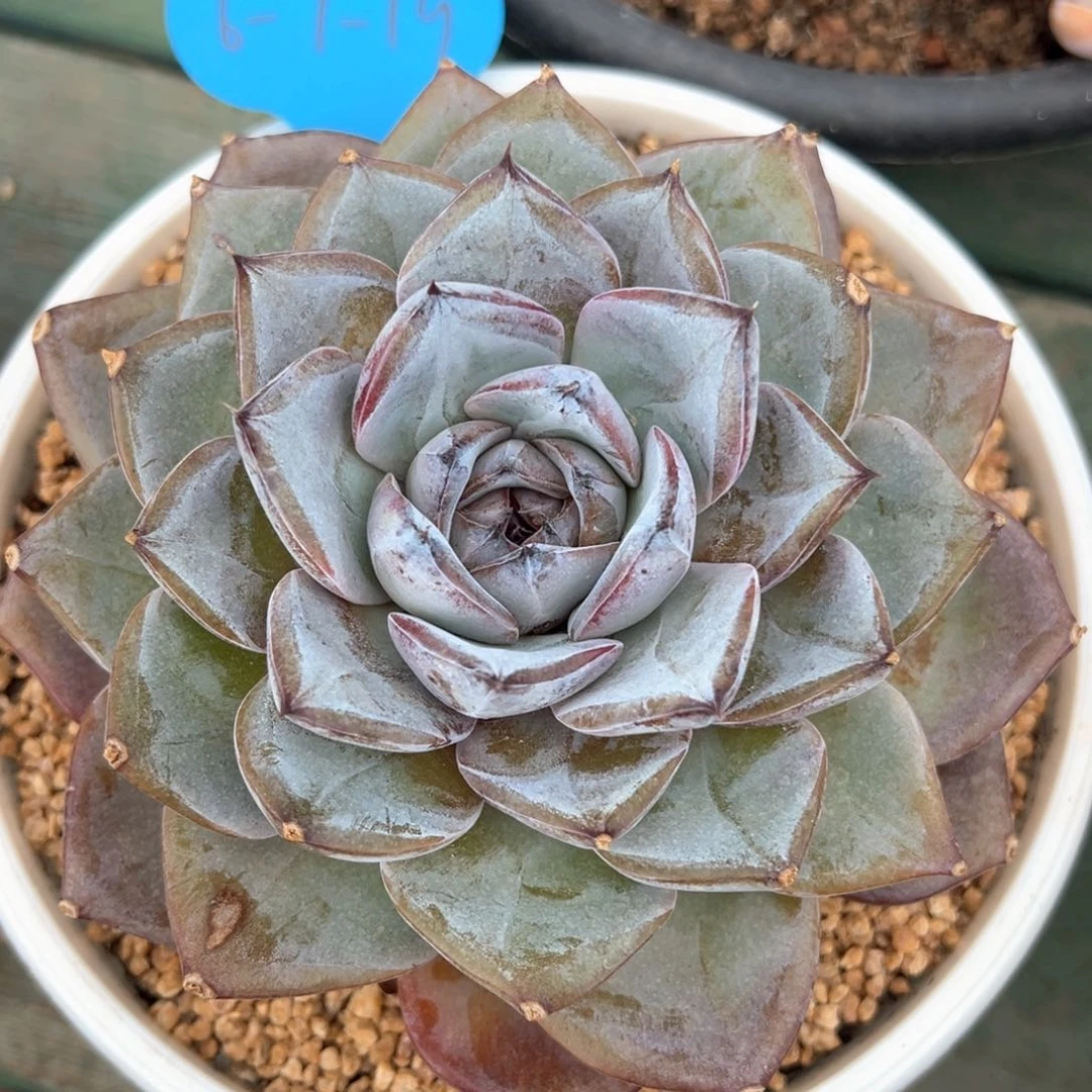6-7-19精控紫夜精灵