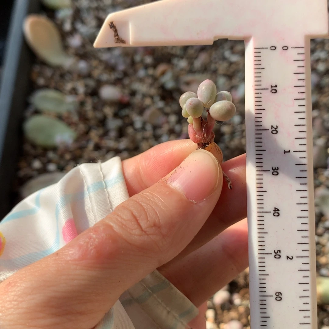 彩虹奶酪多肉彩虹