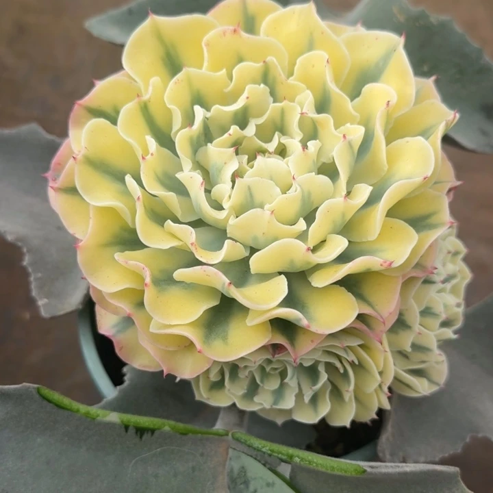 海啸锦腹轮锦带侧芽