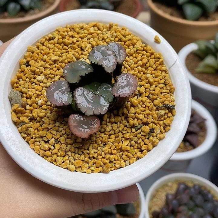 14  天照万象锦十二卷多肉