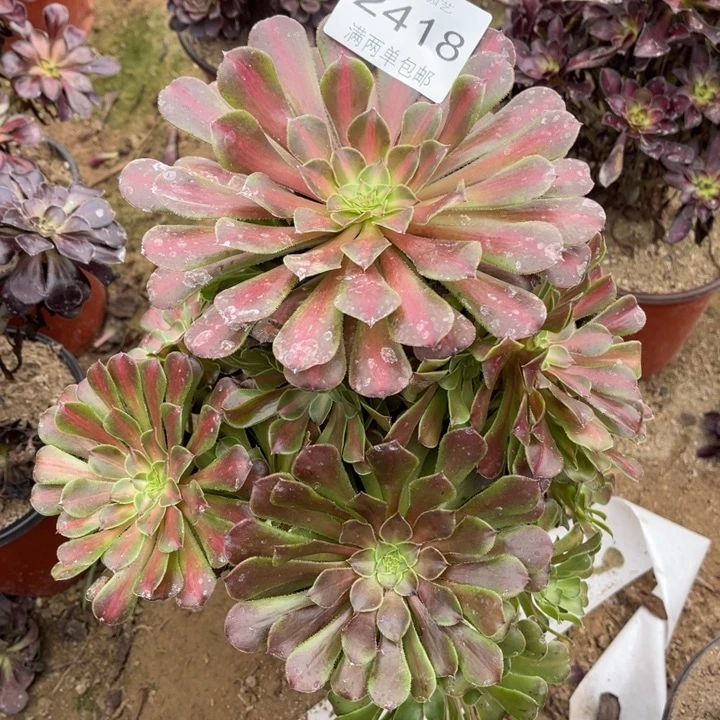 黑桐多肉多肉的人2418