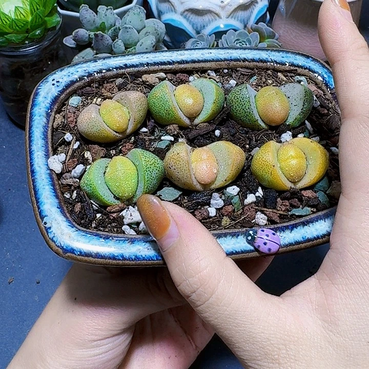 金色元宝裸根一颗福利炸