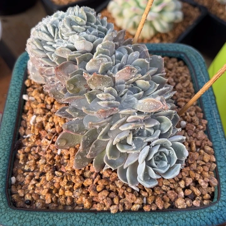 汉堡缀化 夏鸣园艺