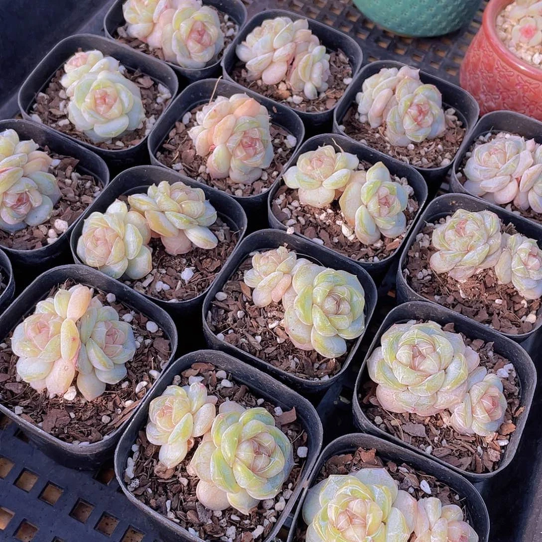 量拍65号 糖心白兰地双头一个