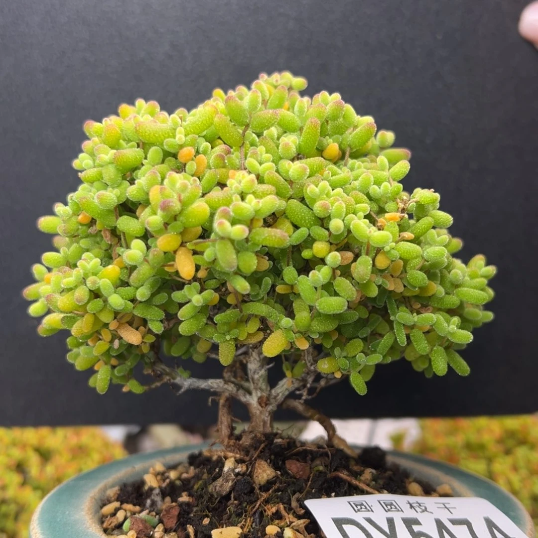 dy5474造型桩精控金桔糖球冠幅9cm带盆价