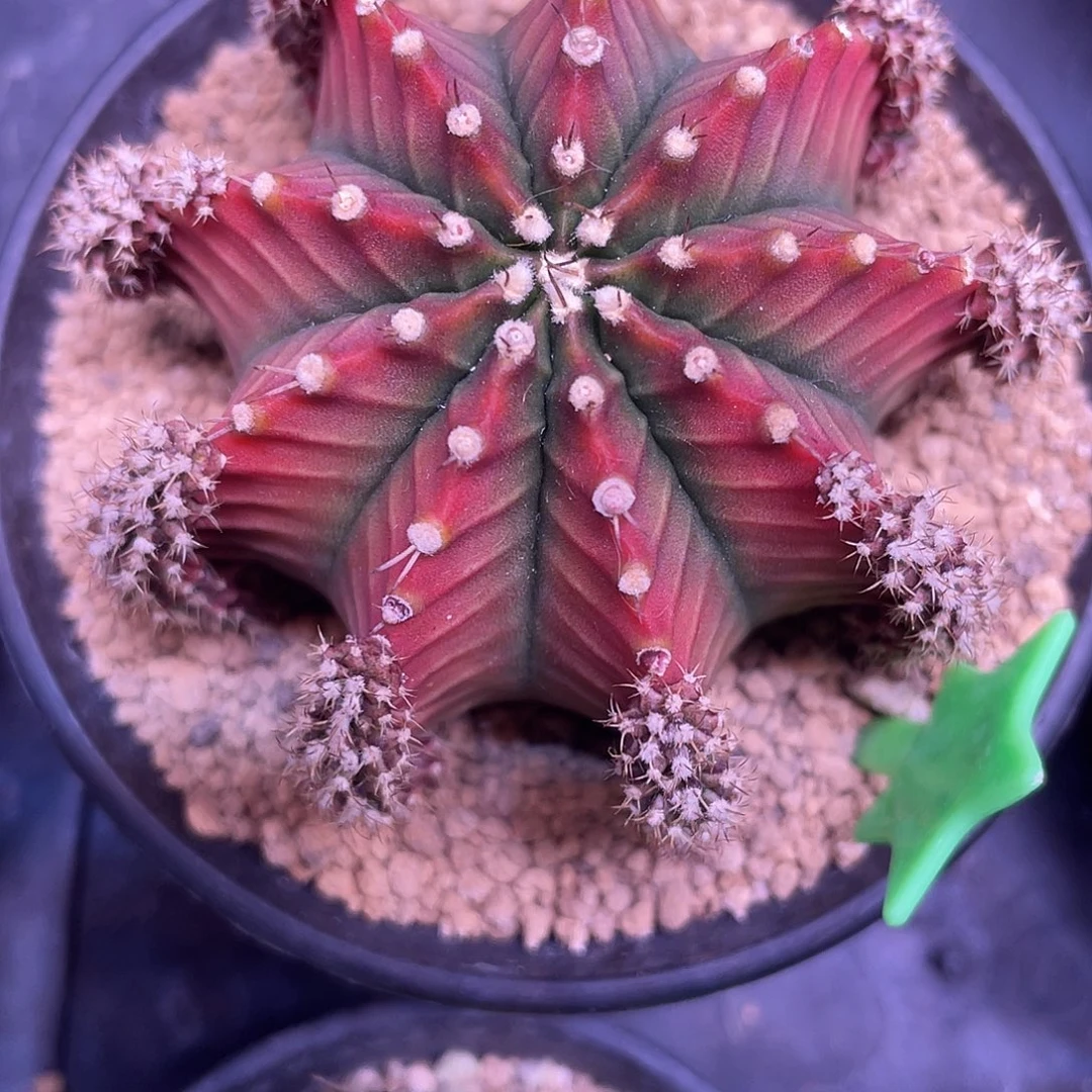 1-沙拉曼尼母本6.8厘米米哈锦