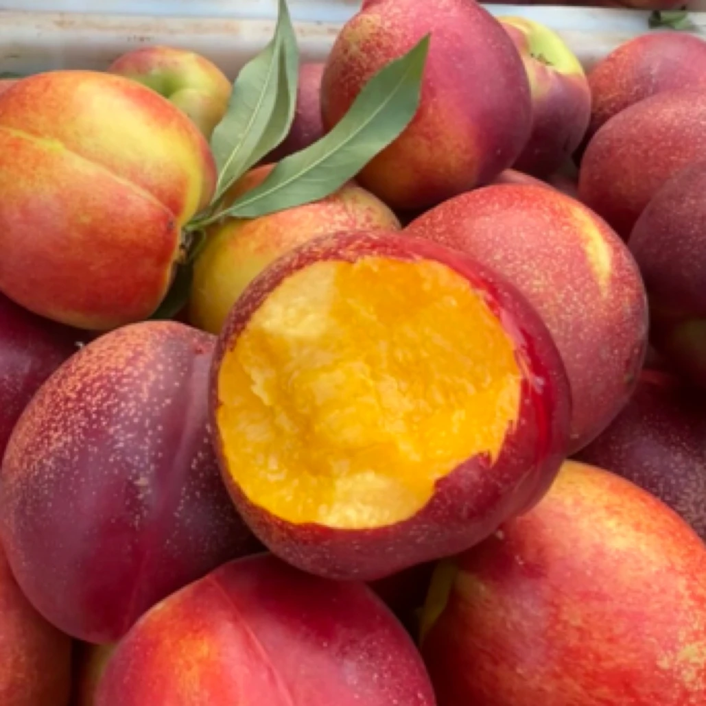 熊岳麻脸红油桃1-3斤辽宁省