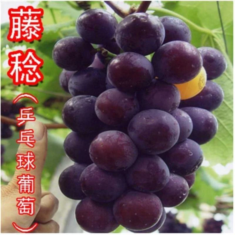 藤念葡萄树苗南方北方种植