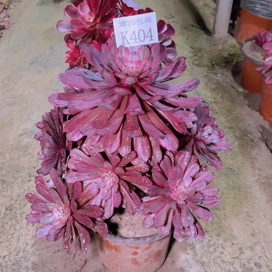 404紫霞仙子多肉植物