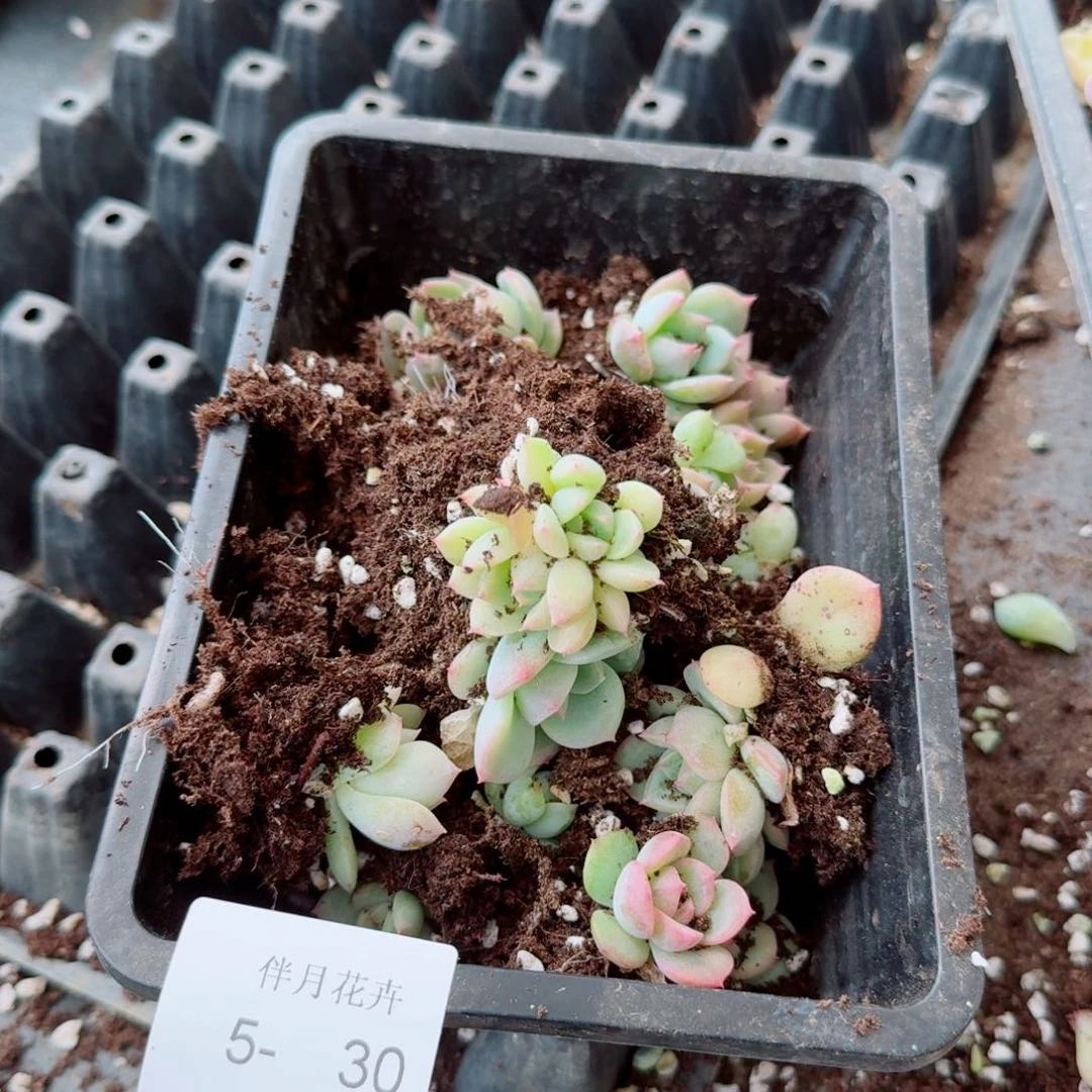 5-30珍妮叶插苗二十颗量拍