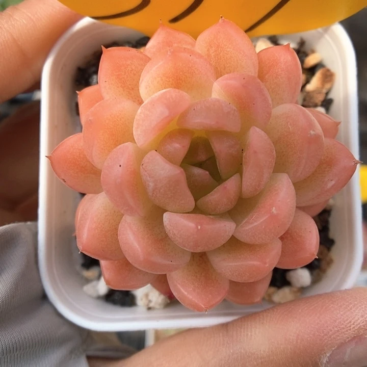 油透珍妮377号。