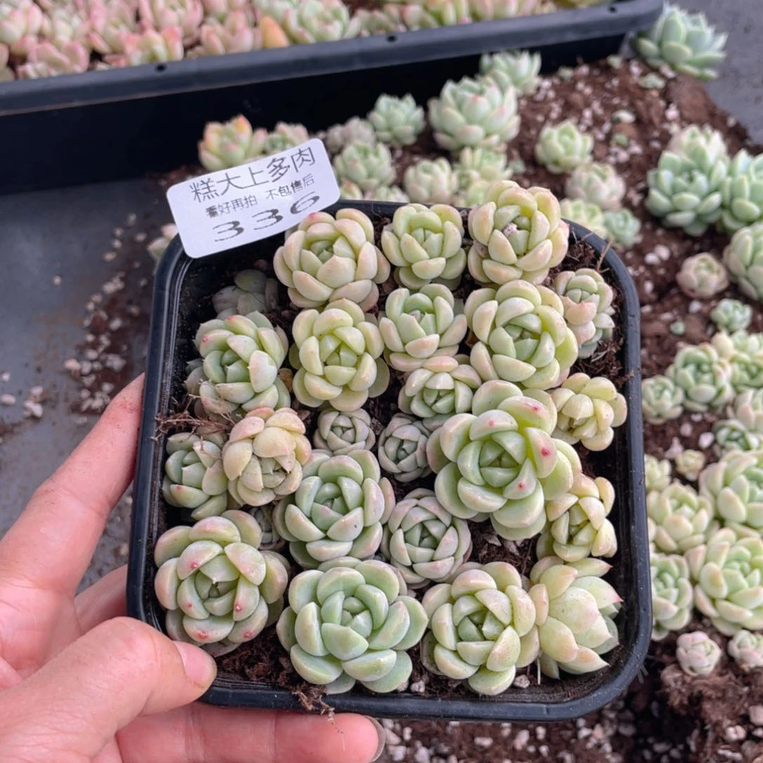 糕大上多肉植物336