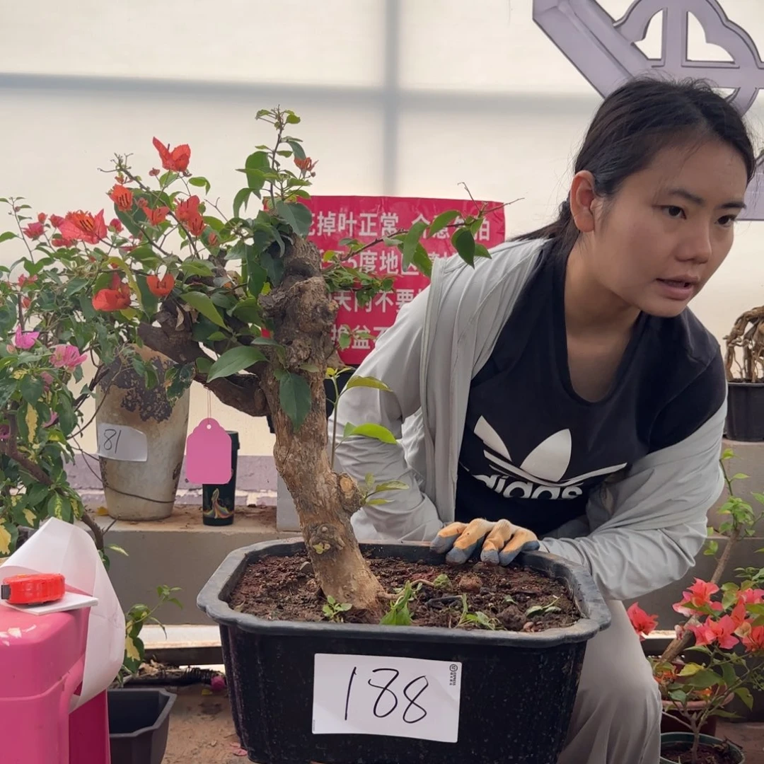 大部分花苞少量开放