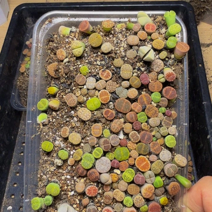 你***多肉植物的生长53