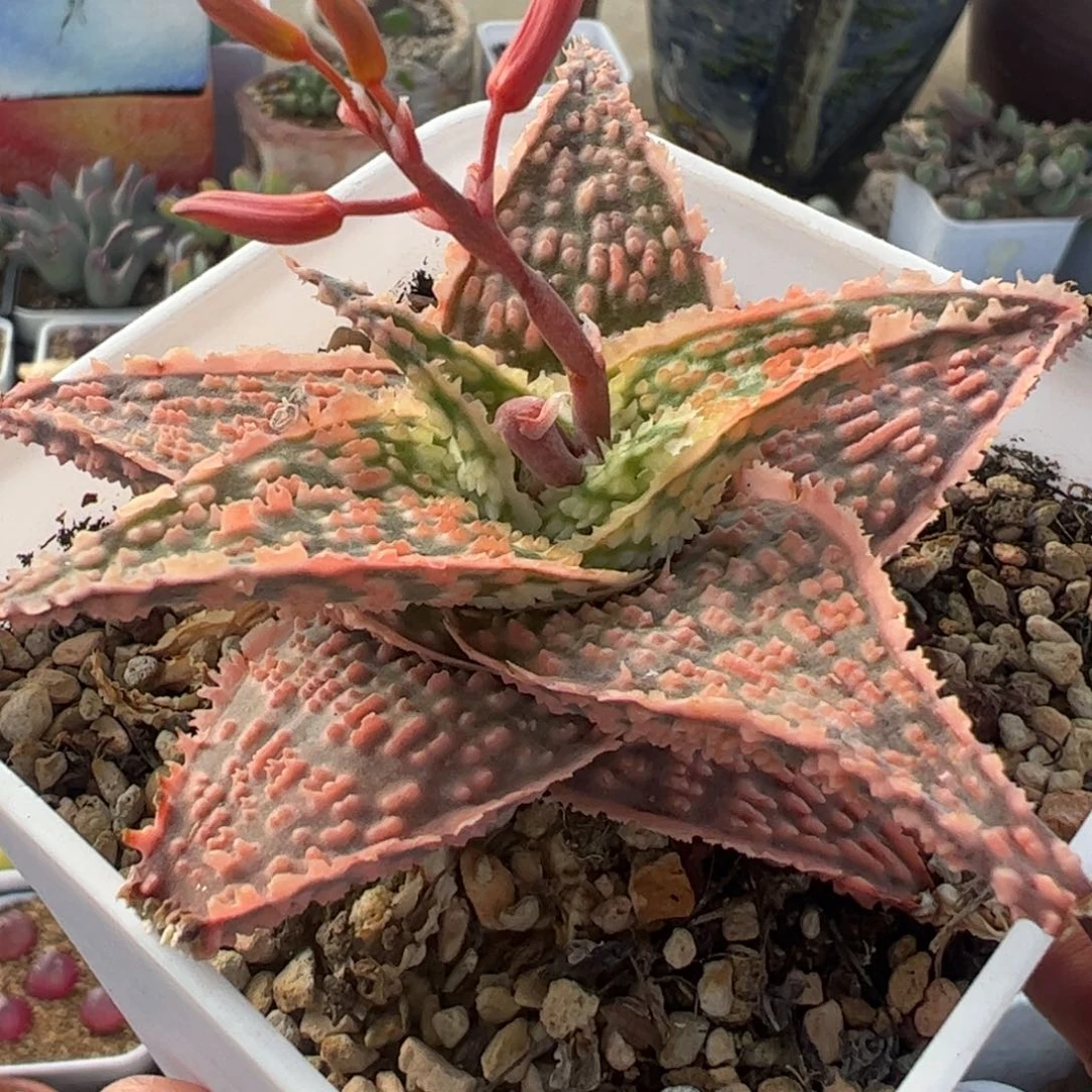 超级芦荟多肉植物百科