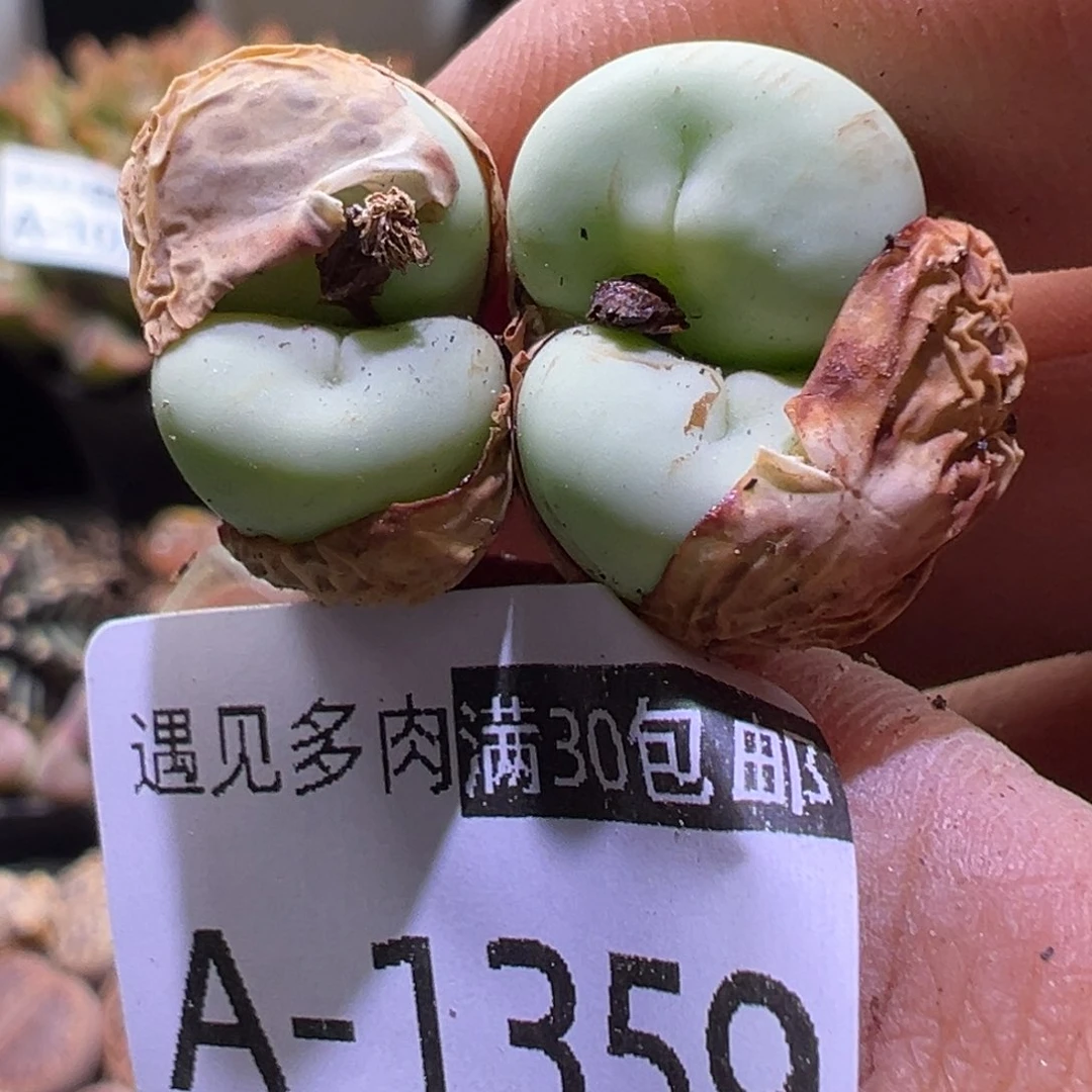 多肉植物11111111111111111