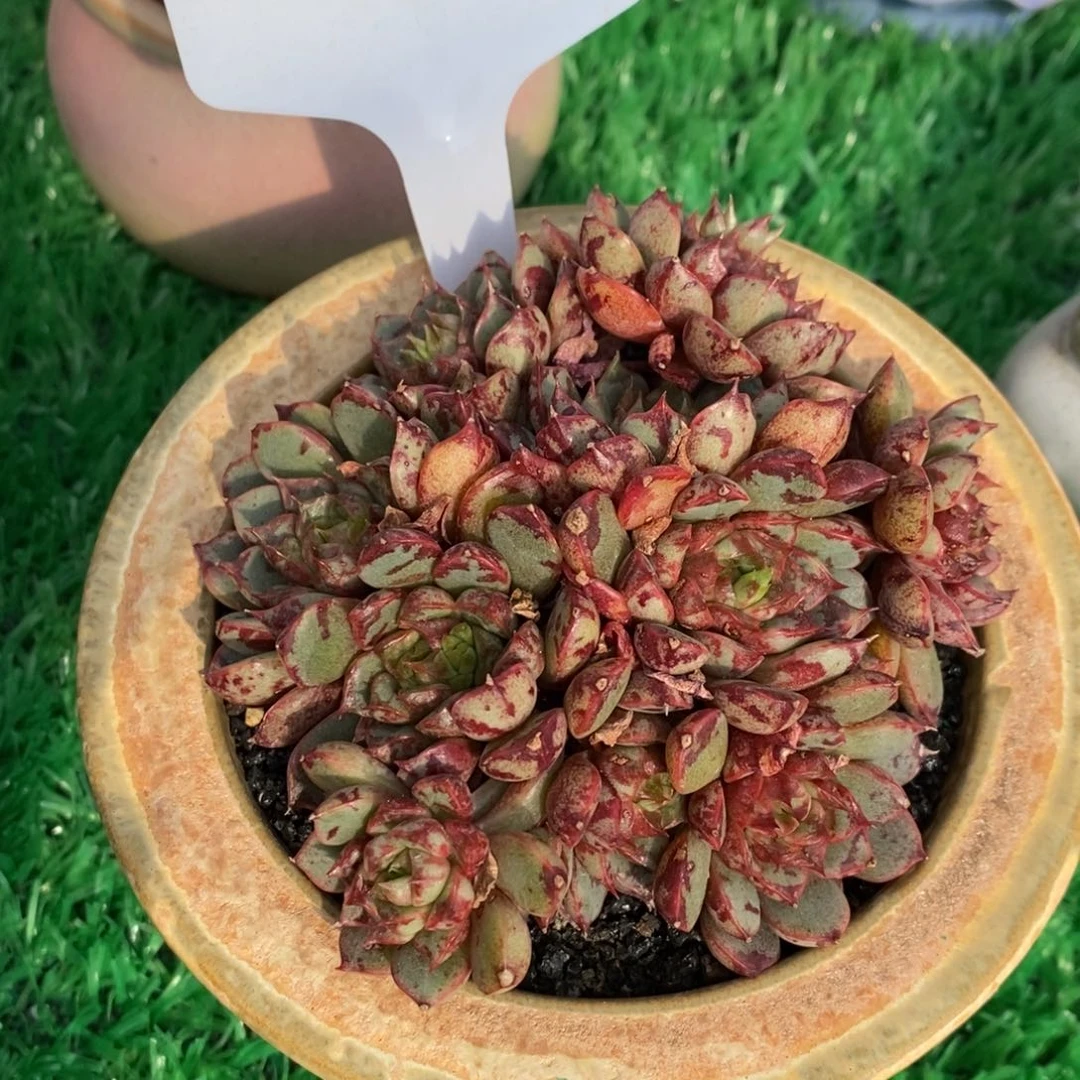 多肉植物盆栽多肉