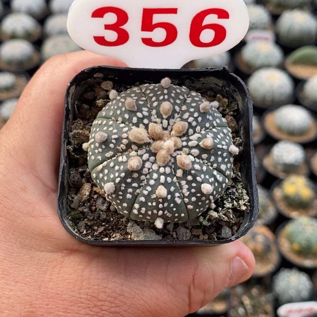356福利系列来了哦亲