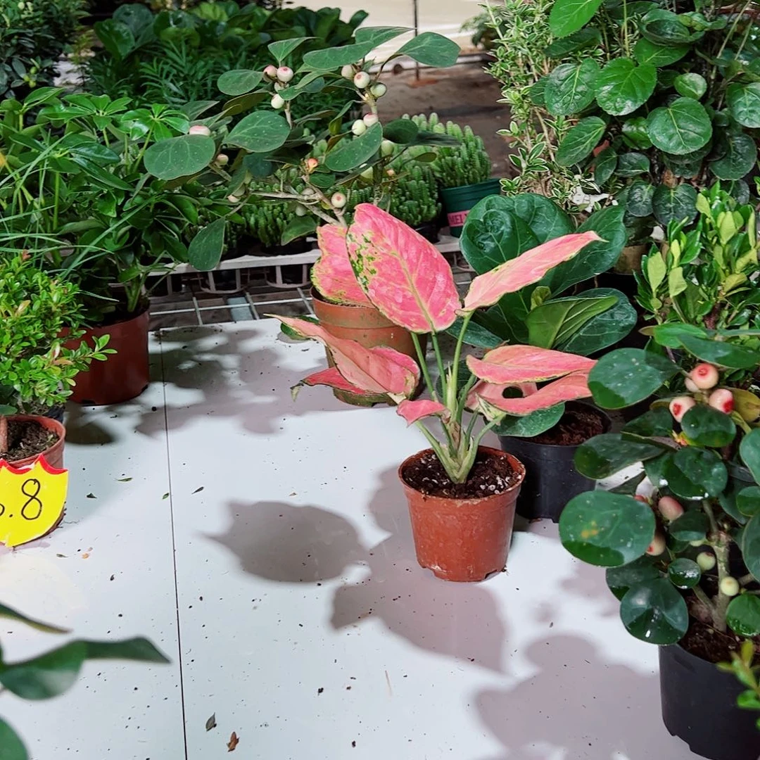 当前无花栽培后可以开花