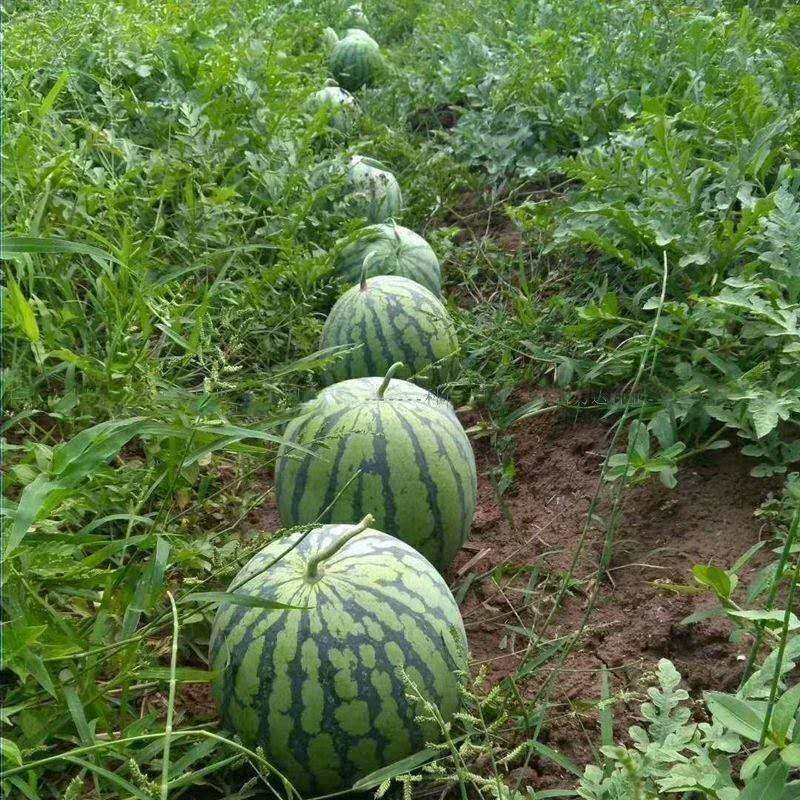 【全店满五包包邮】早佳8424西瓜种子冰糖薄皮麒麟王西瓜种籽