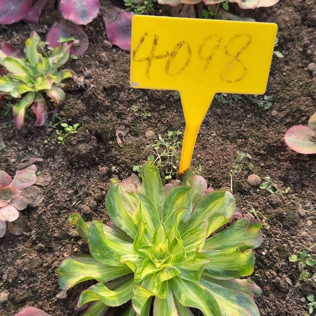 4098---七彩多头多肉