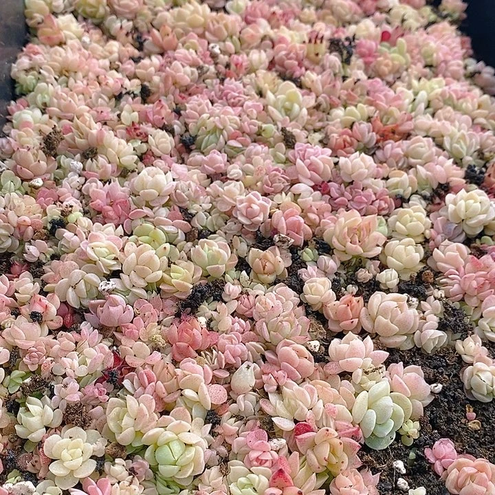 61 多肉植物盆栽花卉植物