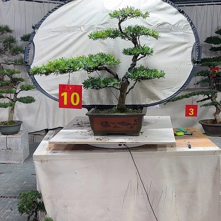 用***8无花朵两颗小叶罗汉松盆景，